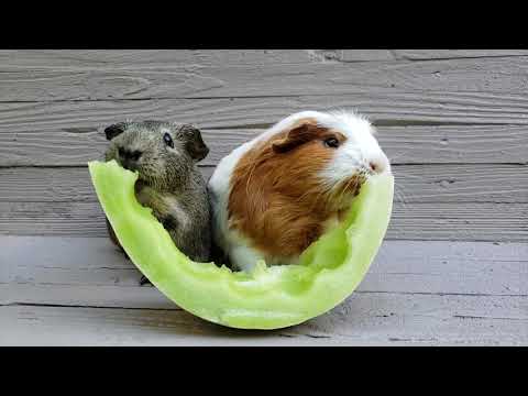 YouTube video about: Can guinea pigs eat honeydew melon?