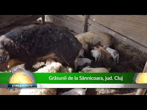 Grasunii de la Sannicoara jud Cluj 08 04 2019