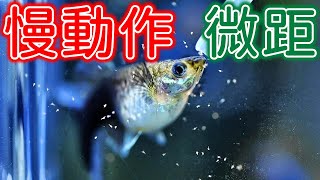 *慢動作* 孔雀魚吃豐年蝦 | 蘭尾禮服孔雀魚 | 極火蝦 金背米蝦 | Satisfying Aquarium video | Guppy fish video | SLOW MOTION