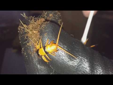 Stonožka tigrovaná (Scolopendra hardwickei) — terárium, kŕmenie a správanie