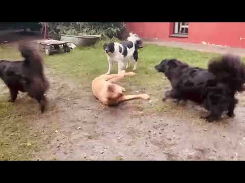 Rudel zerstört Labrador. Packfight