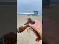 RETURNING A SEAFOOD LOBSTER TO THE OCEAN 😳