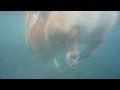 Goro Welsh Corgi 20090730 Underwater