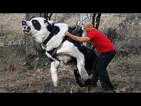 НИЩОЖИТЕЛЯ НА ВЪЛЦИ - Alabai - Туркменски Овчар!