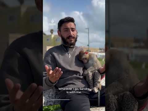 Lebanese resident stays behind with pet monkey despite evacuation orders