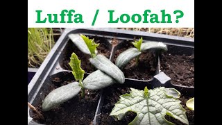 Growing luffa / loofah from seed to sprout | Step-by-step