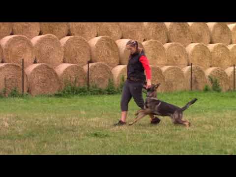 Arro  Fatymona - obedience - 8 months