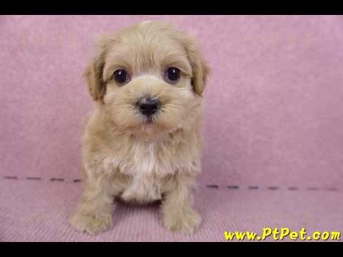 10/18馬爾泰迪母幼犬3號