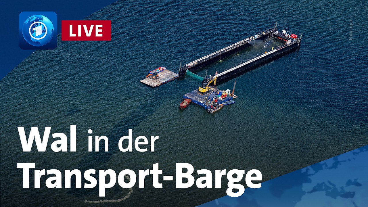 Buckelwal: Der Wal auf dem Weg in die Nordsee (unkommentierter Livestream)