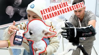 Beyninde Ne Olduğuna İnanamayacaksınız! | Klinikte İşeyen Kedi | TEDAV