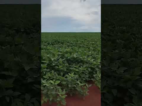 OPORTUNIDADE EM GOIÁS: Fazenda 362 Alqueires (Região de Doverlândia)