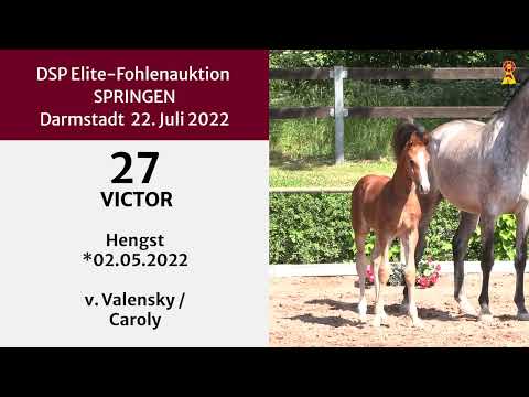 KN 27: Hengstfohlen v. Valensky/Caroly