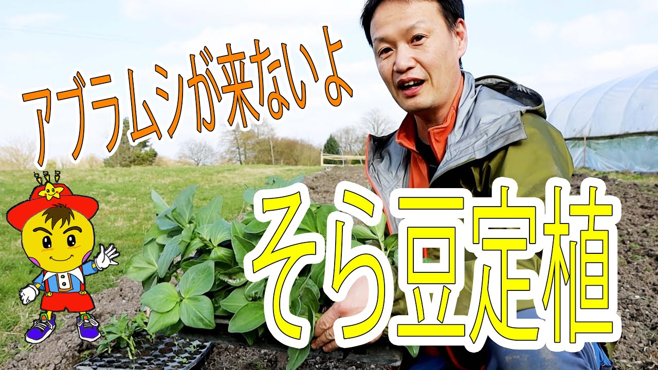 そら豆の定植ポイントと長く収穫できるミックスサラダの育て方