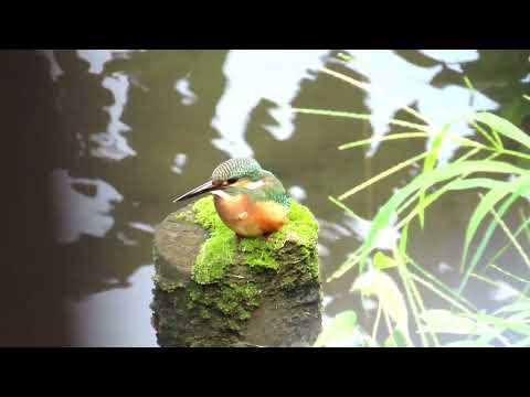 残堀川のカワセミ　　2022.09.03　　MVI_6116  Kingfisher