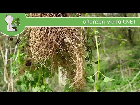 Gefleckte Taubnessel - Wurzeln - 09.04.18 (Lamium maculatum) - Wildpflanzen-Bestimmung