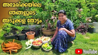 Our vegetable garden in America (2021) (അടുക്കളതോട്ടം)