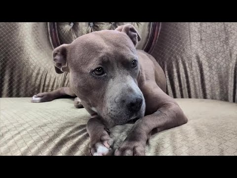 Montana Pittie Project tries to find homes for 'bully breed' dogs - YouTube