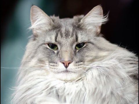 😺 Лучше кошки зверя нет! 🐈 Видео смешных котов и котят для хорошего настроения! 😻