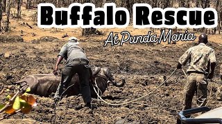 BUFFALO RESCUE in KRUGER