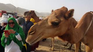 Camel sanctuary nearby Hudaibiyah 9 Dec.2017