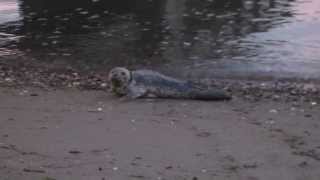 preview picture of video 'Baby Harbor Seal on Beach: Dash Point Pier, Tacoma, WA.'