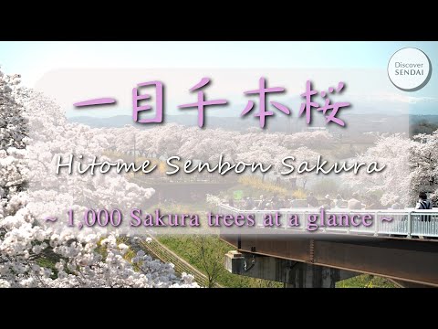 1,000 Sakura trees at a glance