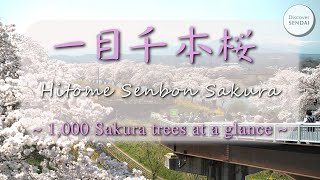 1,000 Sakura trees at a glance