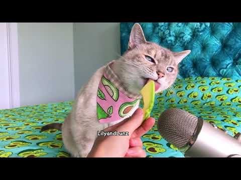 ASMR - CAT EATS AVOCADO - YouTube