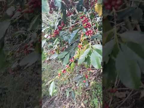 cosecha de café  distrito yanatile Calca, cusco.