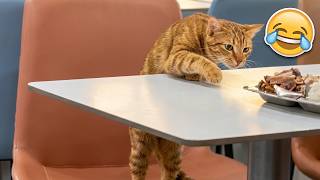 【犬と猫 おもしろ動画】2026年絶対に笑える！可愛すぎて癒やされる爆笑ハプニング神回総集編SP！🤣
