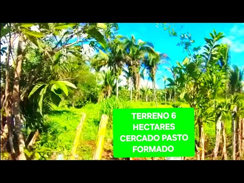 VENDE SE ESTE TERRENO DE 6 HECTARES COM PASTO FORMADO COM AGUA LUZ E INTERNET EM ESPERANTINA PIAUÍ