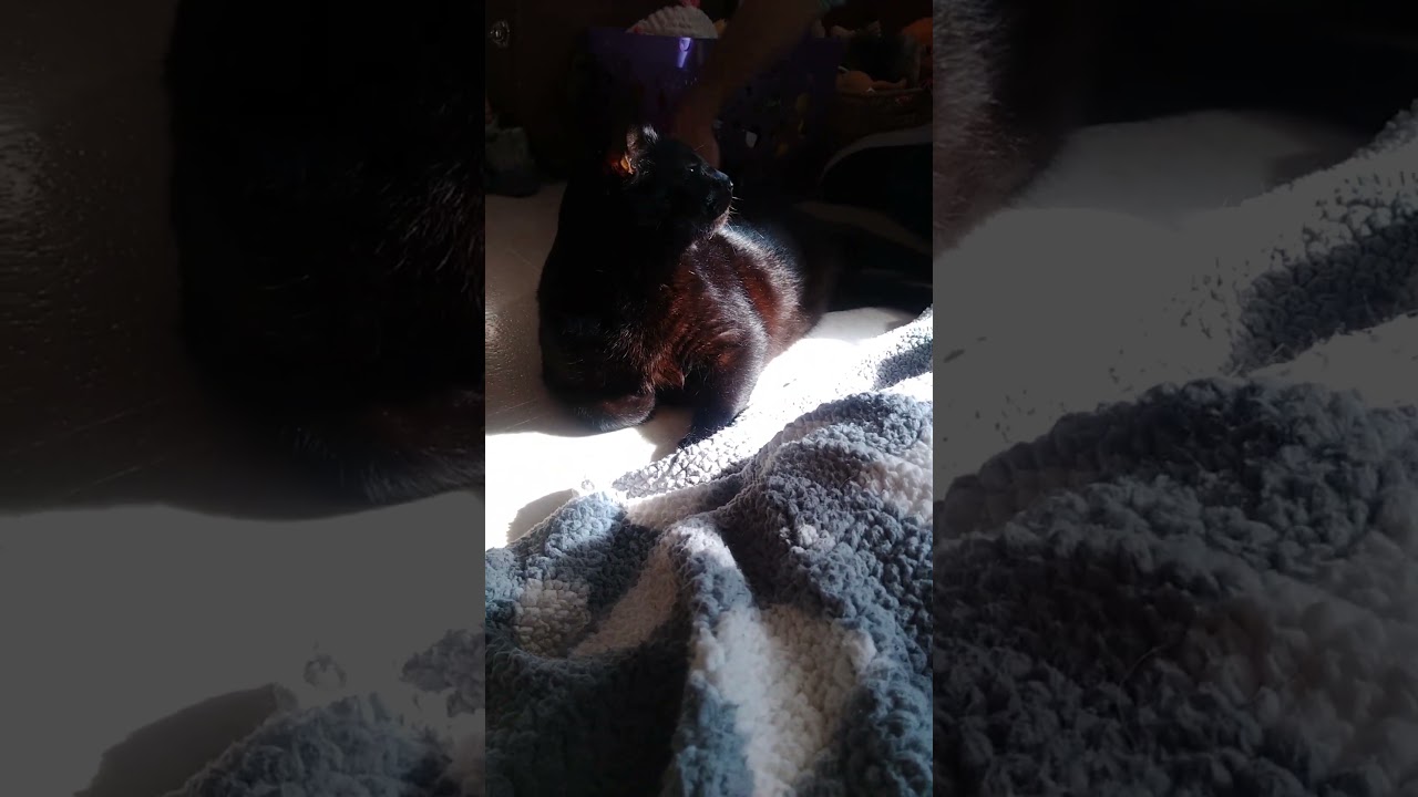 Leo, an adoptable Domestic Short Hair in Nashville, TN video 6/6