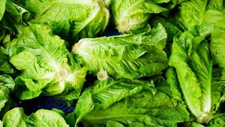 How to regrow lettuce