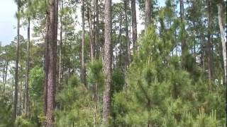 Uneven Aged Management of Southern Yellow Pine