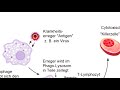 HIV-ErklÃ¤rvideo