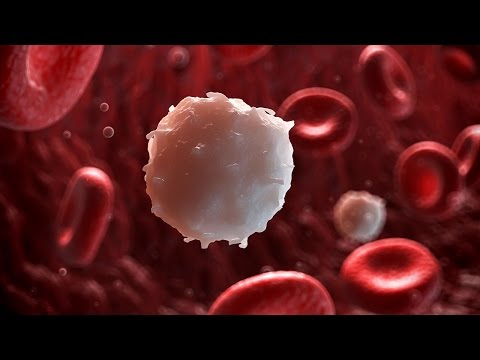人体生理学 - 自然免疫システム (Human Physiology - Innate Immune System)