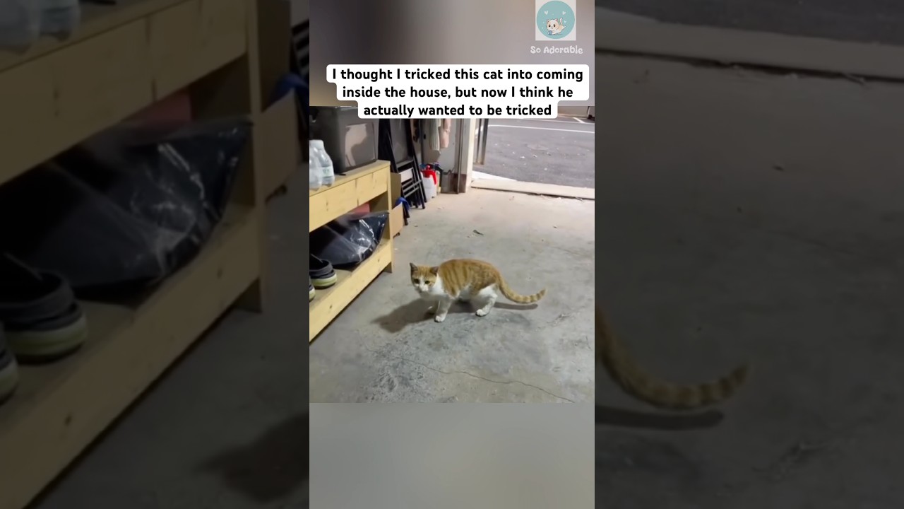 집 앞까지 고양이 배달 🤣 #반바지 #고양이 #고양이사랑꾼