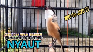 Download lagu cendet gacor BONGKAR MATERI SUPER AMPUH, PANCINGAN CENDET AGAR BUNYI bikin BURUNG PENTET GACOR NYAUT mp3