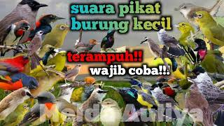 Download lagu suara pikat semua burung kecil terampuh mp3 Download lagu suara pikat semua burung kecil terampuh mp3