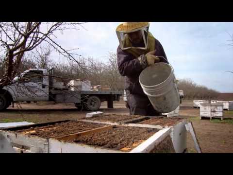 Queen Of The Sun: What Are The Bees Telling Us? (2010) Trailer + Clips