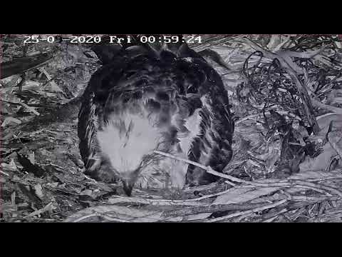 2020 09 25 Port Lincoln Australia Osprey ~ Third Chick Arrived