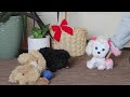 Yorkiepoo dogs for sale: Jason - Video 1