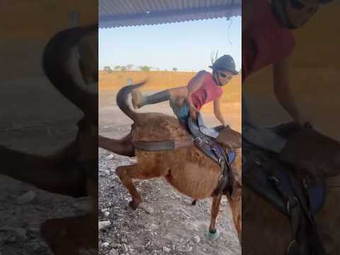 ELE CAIU DO JEGUE KKKKK #shorts