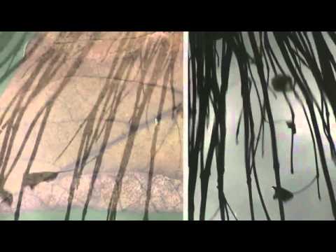 Dj Datch &  Kryss Hypnowave - Necronom