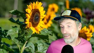 Do Not Disturb… Their Roots + A Sunflower Love Letter from the Field