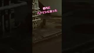 デカくてちょっと怖かった