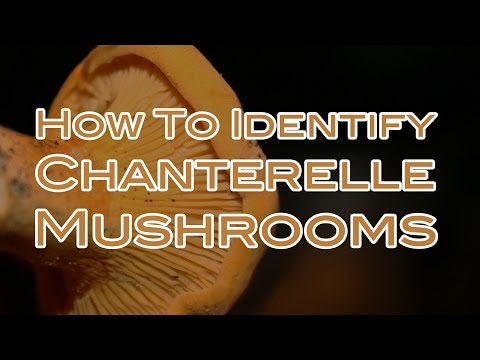 download lagu mp3 mp4 Chanterelle Mushrooms Price, download lagu Chanterelle Mushrooms Price gratis, unduh video klip Chanterelle Mushrooms Price