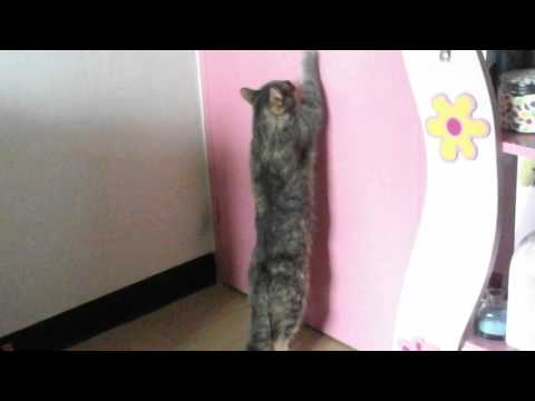 mon chat qui gratte sur ma porte pour sortir