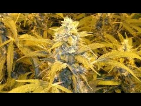 Terence McKenna & Mark Pesce - Techno-Pagans at the End of History - 1/4