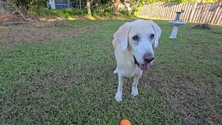 Hamish loves the 60's